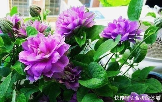 小花|她在小院子里种了一种花，开花独特又漂亮，路人都说“头回见”！