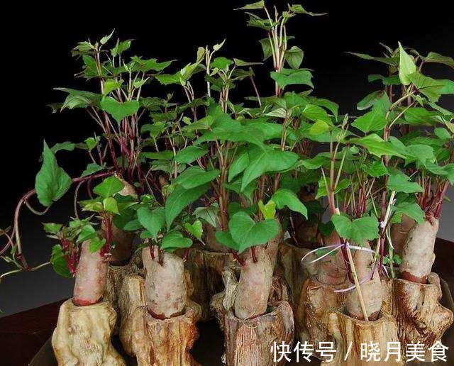 7种“蔬菜”冬天种，0度冻不死，吃一茬冒一茬，连续吃半年