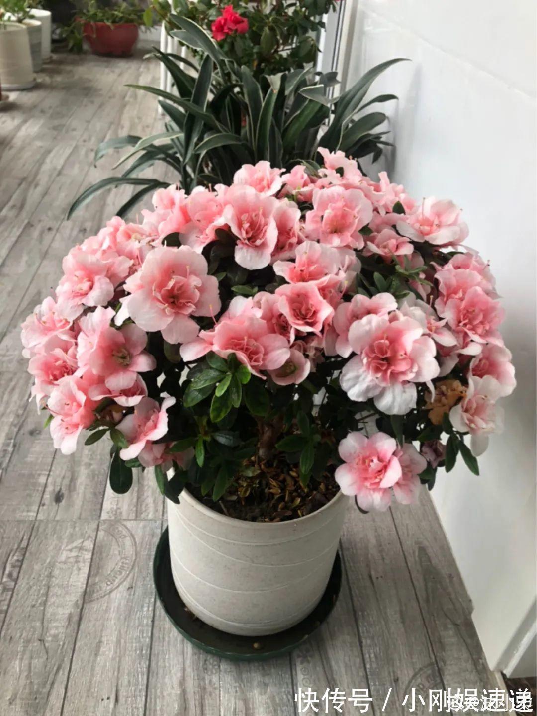 叶片|10种花特怕晒,越晒越黄叶,搬阴凉地儿才能活!