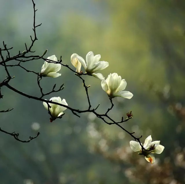 玉 兰 花 颜