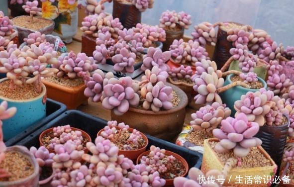 桃蛋度夏不当，可能只剩下光杆，夏季几点不能忽略哦！