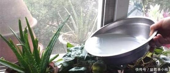 淘米水|淘米水能直接浇花吗?简单一步变废为宝,将其变成养花的绝佳肥料