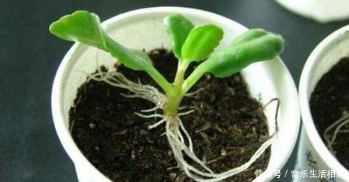 这2种花最好开春扦插,一片叶子长出一盆,今年开花不成问题!