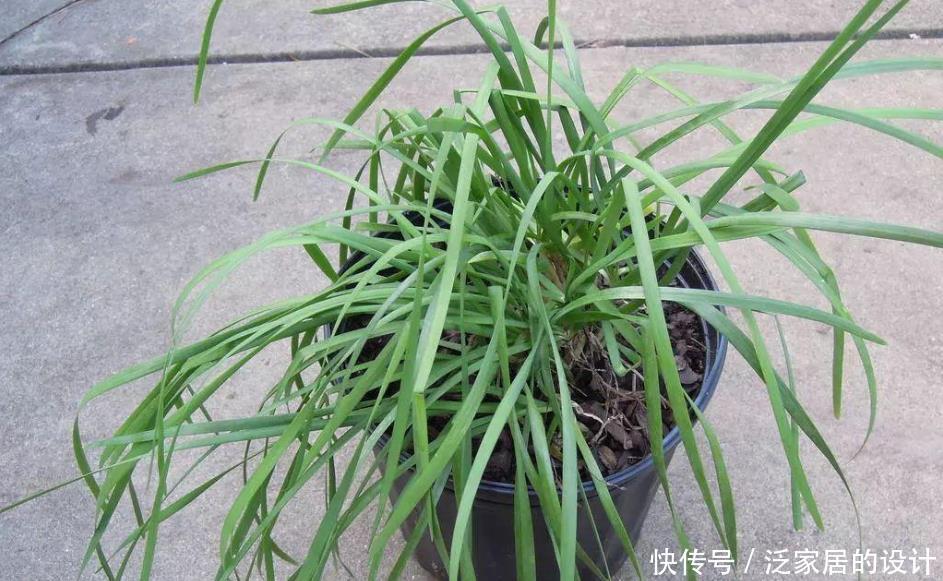 收割|韭菜用这些方法就能不断收割,它还有非常多的好处