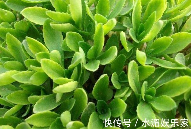 清热解毒|农村常见的几种野菜，能清热解毒、活血化瘀，早知早受益