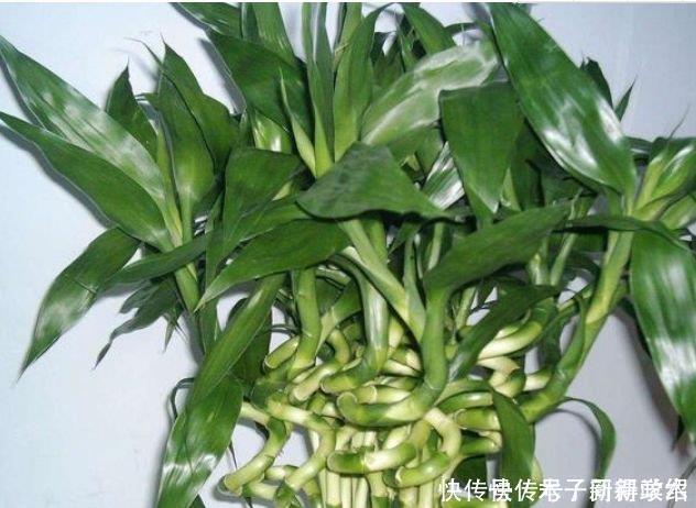 4种花自带财运,家里养一盆,招财纳福好运来,给点水就疯长!