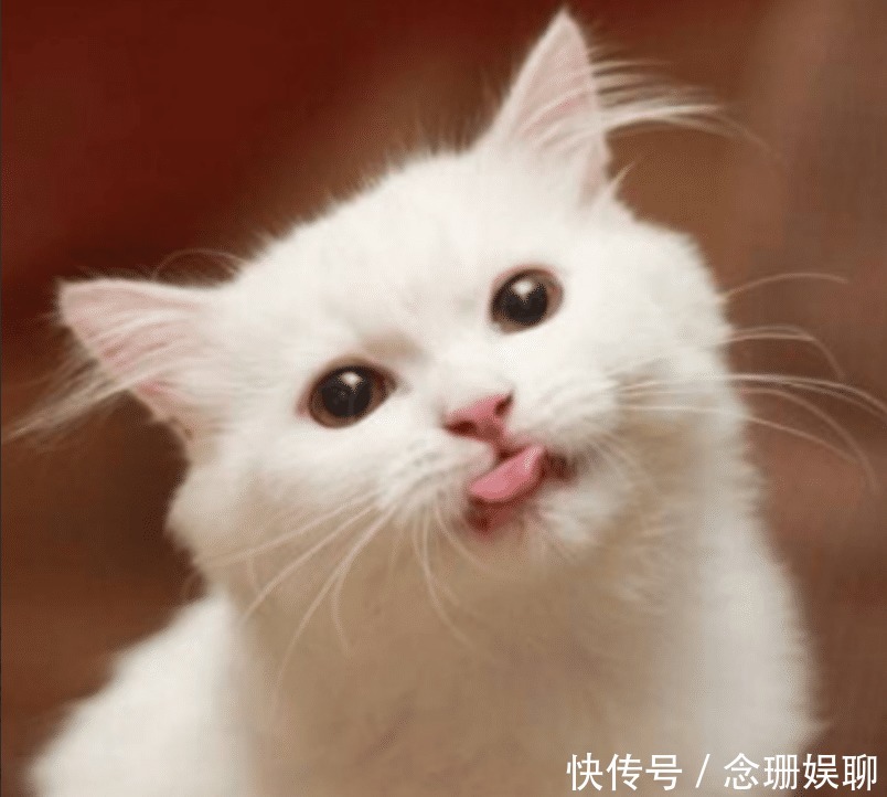 中国人为何不吃猫肉?原来李时珍早就给出答案,古人早已试过