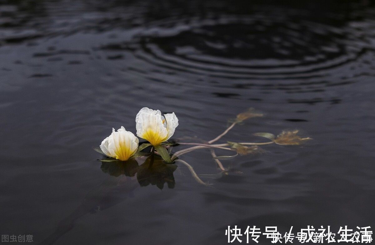 泸沽湖|植物界的“水性杨花”,泸沽湖成了它们的天堂,原来全身都是宝