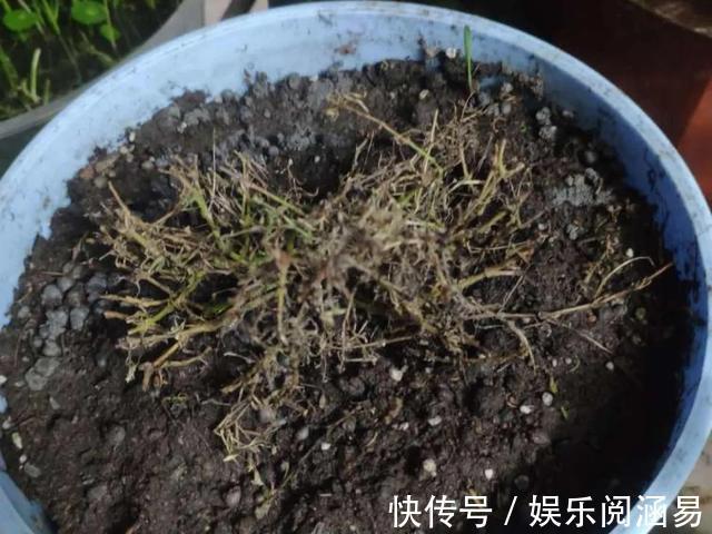 夏天|10种不能淋雨的花，淋完雨就死，盆栽养花注意事项