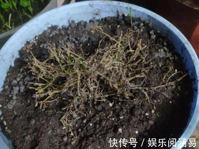 10种不能淋雨的花,淋完雨就死,盆栽养花注意事项