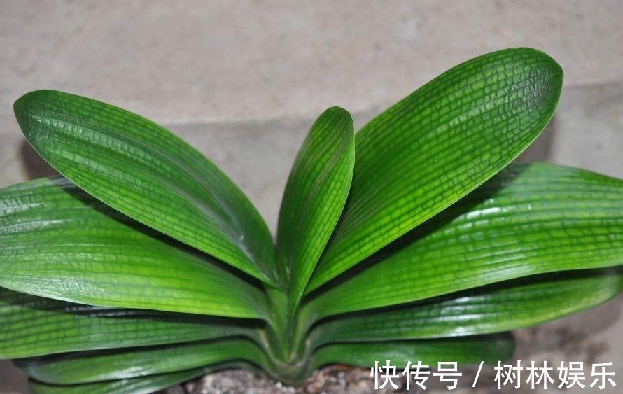 兰花|君子兰不开花大爷有“妙招”,花朵蹭蹭冒,叶片绿油像打蜡一样