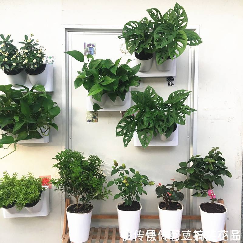 此5种植物，叶子“奇特”又漂亮，养在家里大气、又好看