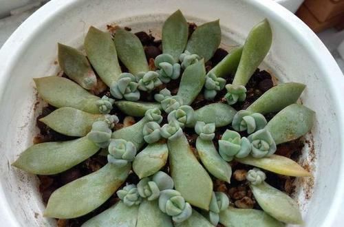  不易|高温养多肉确实不易，跟着养护专家做，可以复制出好几盆