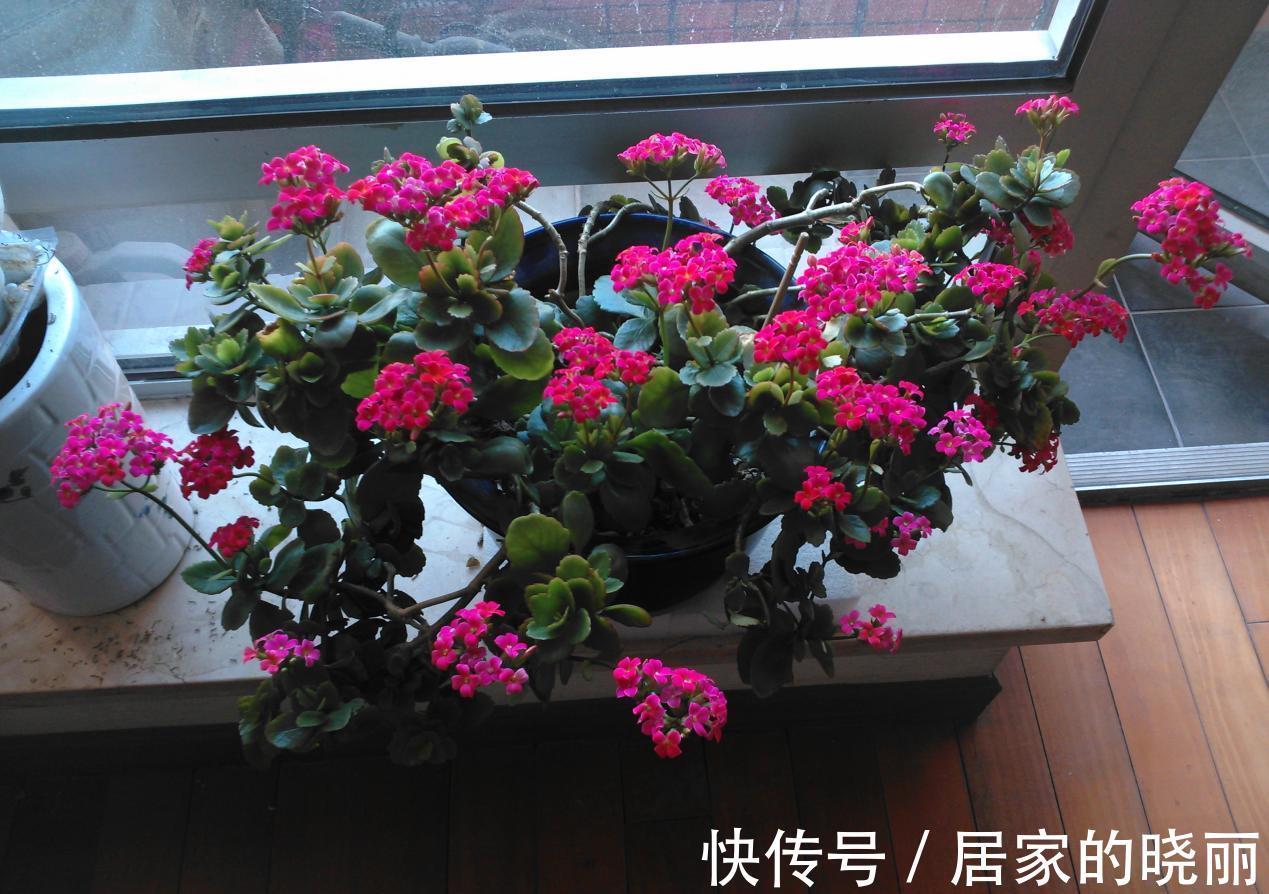 施肥|入秋后，该怎么养护长寿花？5点做到位，冬日将不断开花长新叶