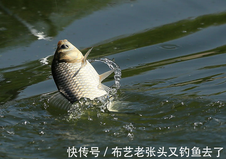 饥饿感|你知道钓鱼效果最好小药〔多巴盐〕？高手秘而不宣的密秘添加剂