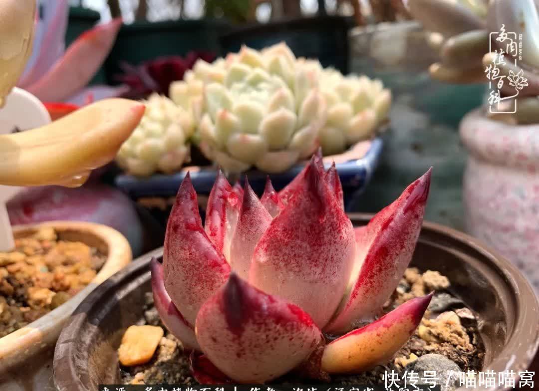 美杜莎|偶然相遇多肉,却成为心中挚爱!