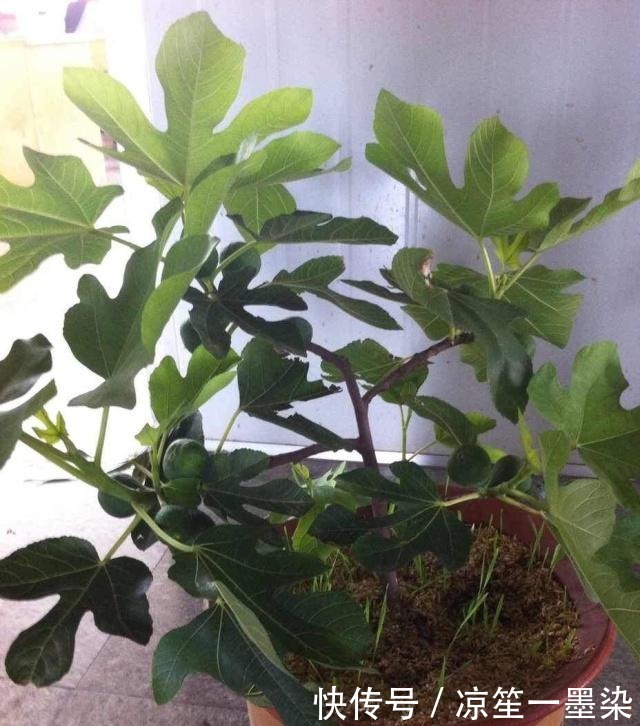 春季种盆栽果树,用4个小技巧,果子结的多又大,有阳台就能种!