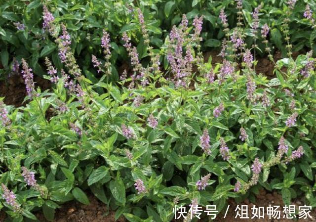 岩黄连|珍贵的1种“野草”,在山坡下繁殖快,人称“地蚕草”,记得珍惜