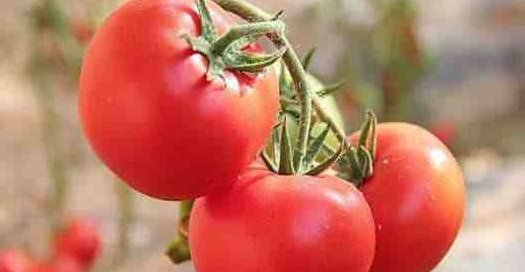 忠告西紅柿的“死對頭”,兩者同時吃,相當于慢性中毒