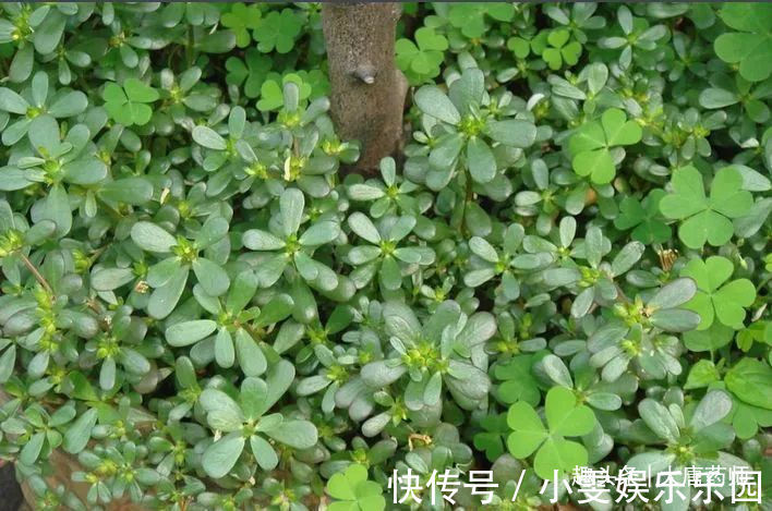 调理|一味马齿苋,治病大功效!马齿苋的5大顶级妙用方,连中医都夸赞