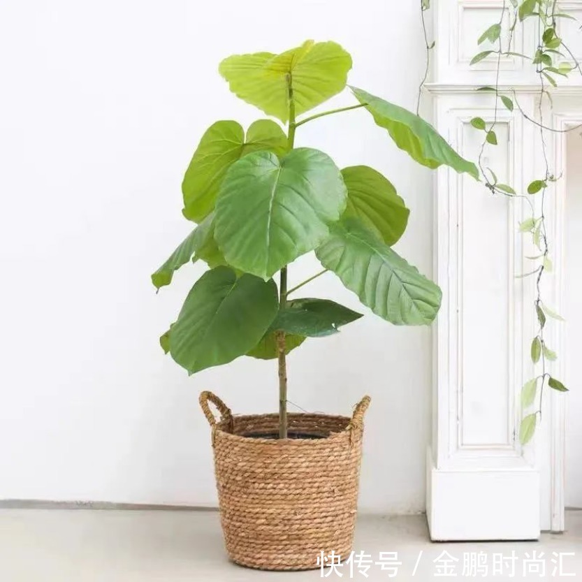 最适合卧室摆放的9种植物,清新素雅,安全无毒,还特好养活