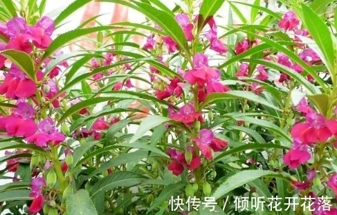 栽种|凤仙花:天然的染色剂,儿时用它染指甲,好看又防蛇,栽种要当心