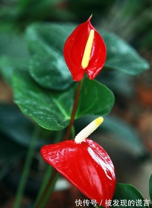 养不黄叶|买回家的红掌这么养不黄叶一直开花