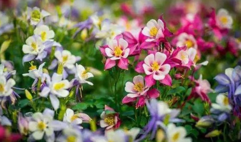 4种花,请记住,在室外给它冻一冻,才能开花旺,更漂亮!