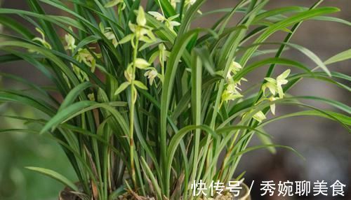 酸碱度|兰花长势比较弱,试试几个小技巧,保准一片生机!