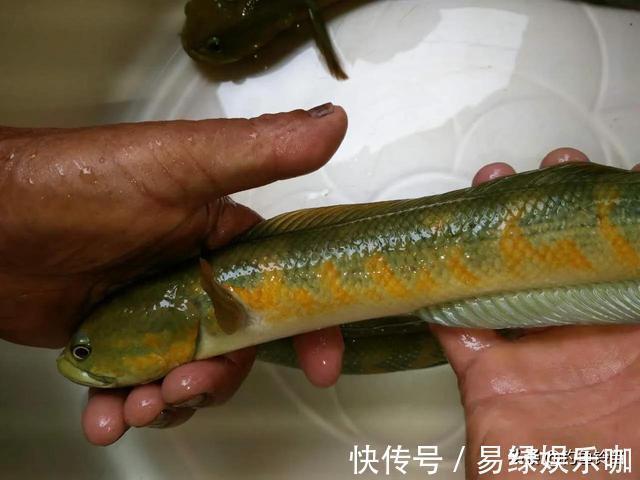入侵长江的新物种？专门吃小鱼小虾？它是土生土长的原生鱼