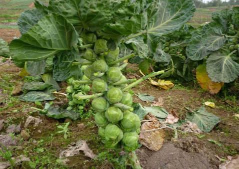 西餐厅|个大如拇指,生熟都能吃,国外是高档菜,我国35元1斤却很少人种