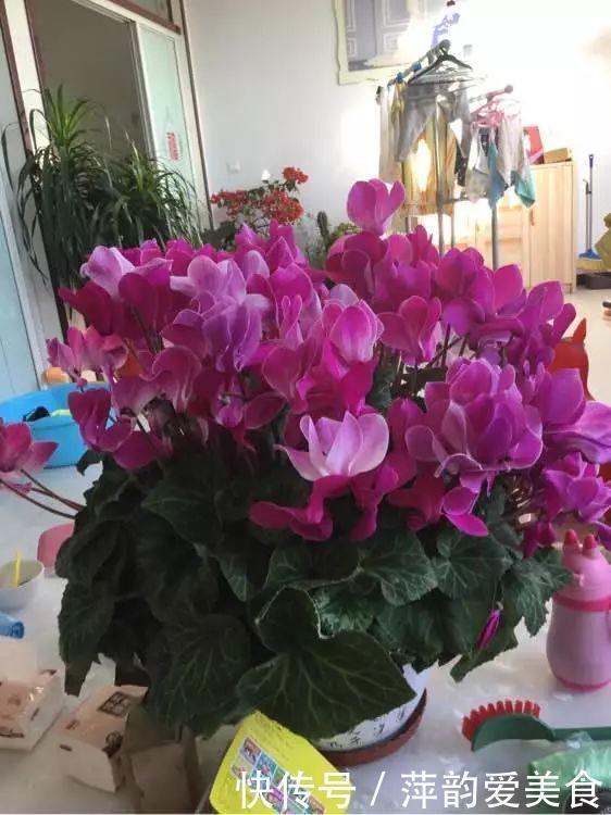 路边捡点它,开水一烫扔盆里,养花10年不烂根!