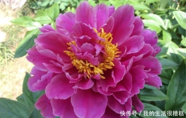 一种可与牡丹相媲美的花,长得像牡丹花,被誉为“花中宰相”