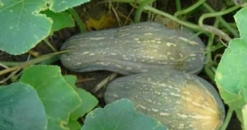 好食物吃出好身體，推薦3種食物，改善腸胃，增強(qiáng)體質(zhì)，身體倍棒