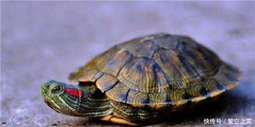 古人打完井后,为什么要扔俩乌龟下去?老祖宗的智慧令现代人叹服