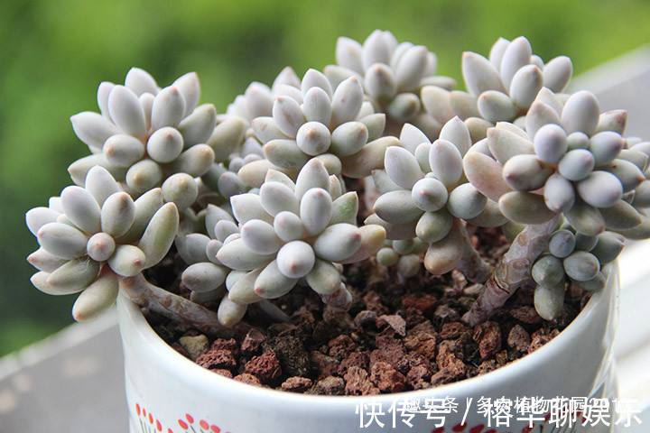 想要婴儿手指叶片多又胖，你得这样养护