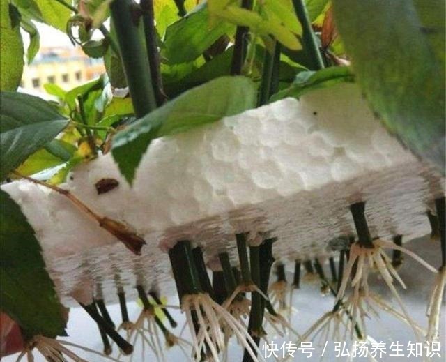 花卉|在家自制“生根液”，用于扦插花卉，促进生根，提高成活率！