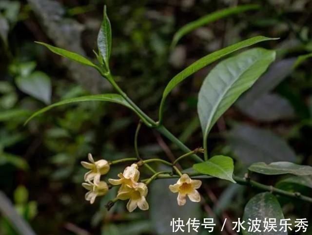 覆盖率|消失20年！贵州再次发现中国特有植物富宁藤，重现意味着什么？