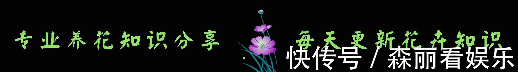 爆盆|2款适合新手种植的花,一养就爆盆,花大色艳,四季都开花,超美