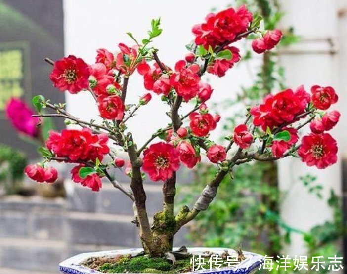 好兆头|“4种花”旺宅、招财好兆头，寓意好又好养，招财进宝、添福添贵