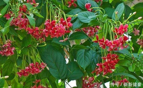 众人|此花是花中极品良药,就像一个白衣天使,保护着众人的身体安康!