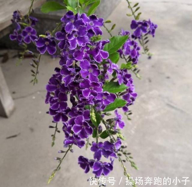 奶香小可爱蕾丝金露,味道迷人,街坊邻居都爱!