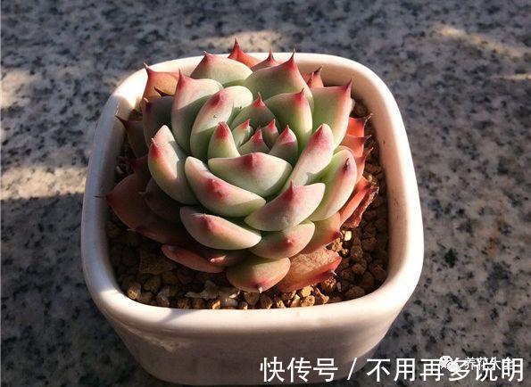 多肉就养这7种，散养不用管也能呼呼长，想养死都难！