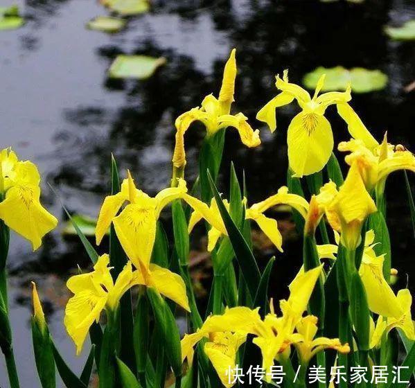 鸢尾类|喜欢生长在水边的黄菖蒲，开着奇妙的花，暗藏传粉的“招”！