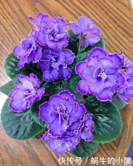 此3种“耐阴花”,光照不好也开花不停,一年开花200天