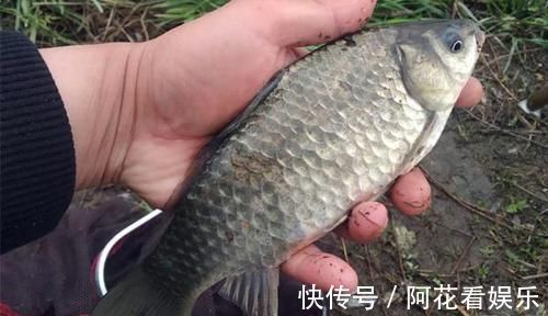 鲫鱼|手竿钓鲫鱼经常跑鱼,可以试着这样调整,让中鱼率飙升几倍