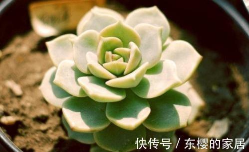 多肉白牡丹仿佛天然矛盾体，有叶插之王的称号，却不易度夏