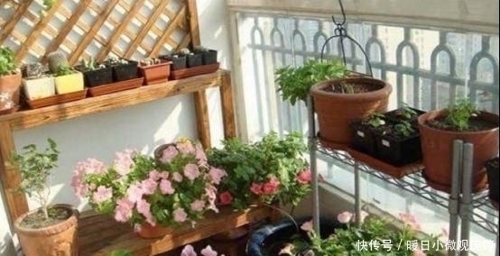 头一次见阳台上面还能这样养花，几平米空间变花园，太聪明了