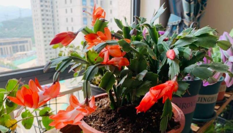 骨粉肥|养蟹爪兰,怎么催花?没有磷酸二氢钾就用它,1个月1次