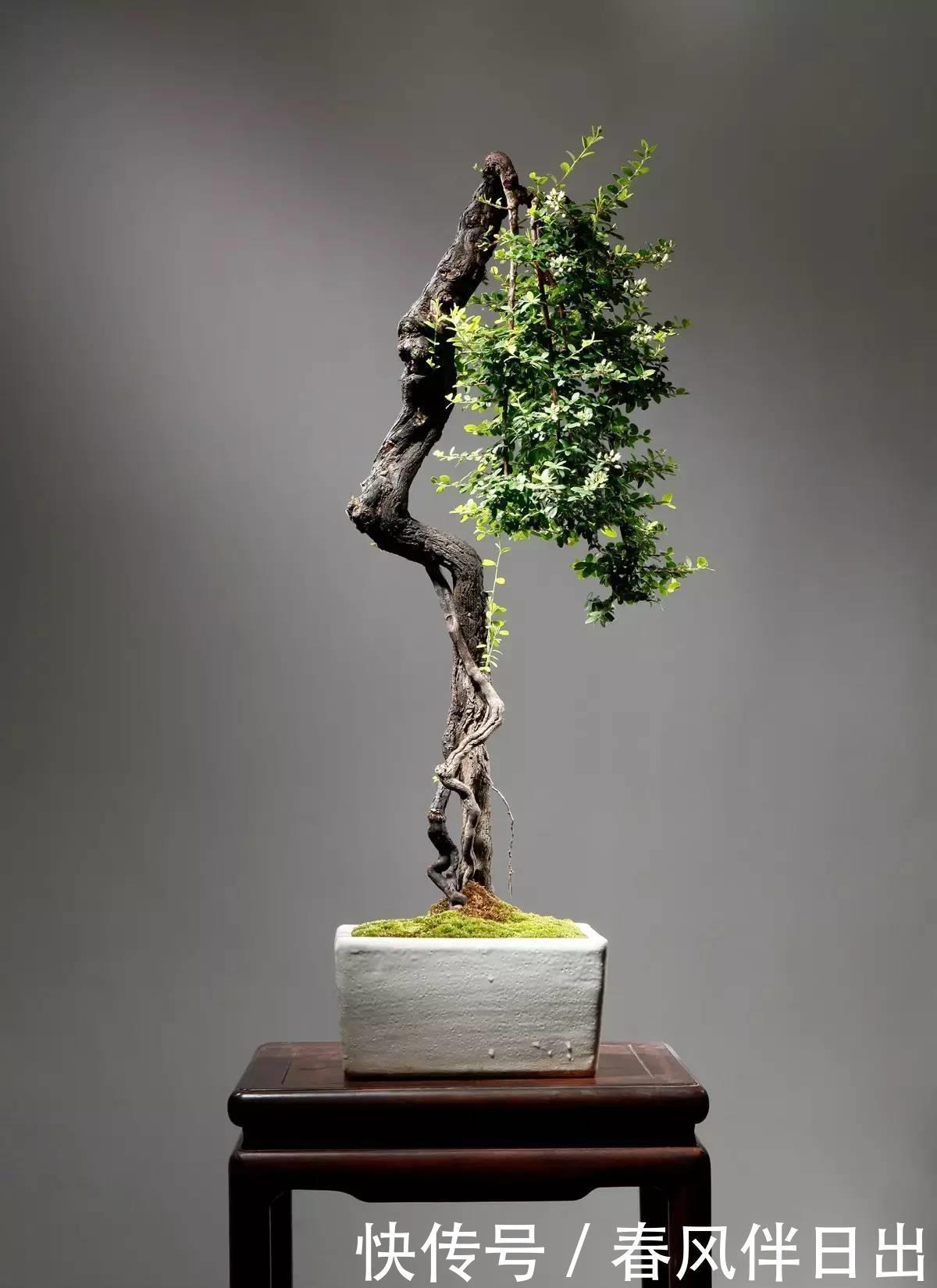 盆景养护的误区,每个误区都会产生什么坏处?